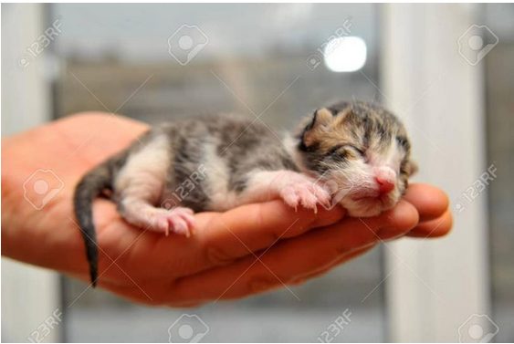 Que faire avec un chaton nouveau né? - AFDA